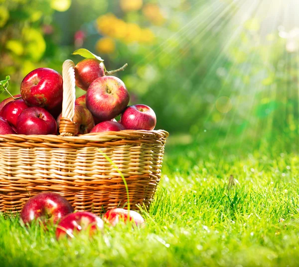 Органические яблоки в корзине. сад. сад — стоковое фото