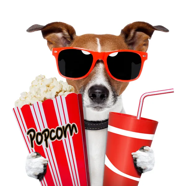 Собака смотря кино — стоковое фото