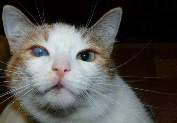 Почему у кошки покрылся глаз мутной пленкой